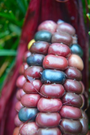 Jewel Corn 1